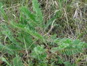 Astragalus exscapus