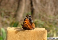 Polygonia c-album és Vanessa atalanta