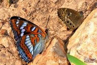 Limenitis populi és Lopinga achine