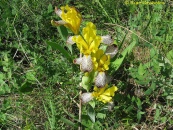 iris variegata