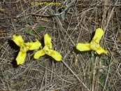 iris arenaria