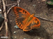 Szalkay József Magyar Lepkészeti Egyesület - Argynnis paphia