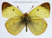 Szalkay József Magyar Lepkészeti Egyesület - Colias alfacariensis