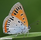 Szalkay József Magyar Lepkészeti Egyesület - Lycaena dispar